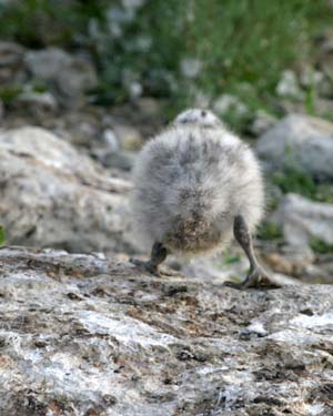 BI-CHICKx.JPG (27778 bytes)