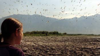 Hundreds of birds rise again as Melissa wanders off to explore the island (Chantal in foreground)