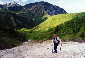 casccsnout.jpg (24828 bytes)