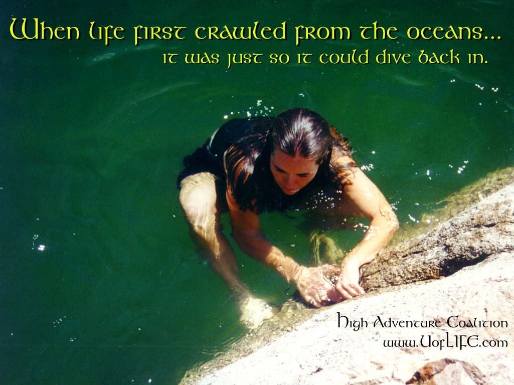 divebackin.jpg (350676 bytes)