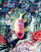 divecolor.jpg (18735 bytes)