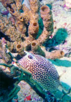 divecoral.jpg (18230 bytes)