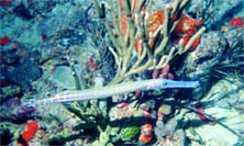 divelong.jpg (20545 bytes)