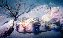 divepuff.jpg (13919 bytes)