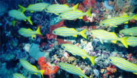 divestriped.jpg (25274 bytes)