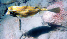 diveyellow.jpg (13341 bytes)