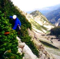 lonetrees.jpg (11543 bytes)