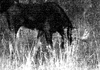moosemoose.jpg (56188 bytes)