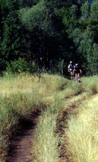 owdsforks-h.jpg (19186 bytes)