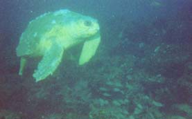 pbturtle1.jpg (7936 bytes)