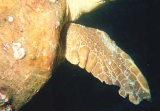 pbturtle2.jpg (16133 bytes)