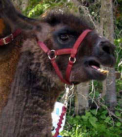 uintjagcry.jpg (22387 bytes)