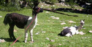 uintllamas.jpg (19128 bytes)