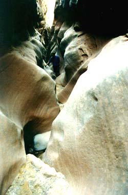 wild1.jpg (48669 bytes)