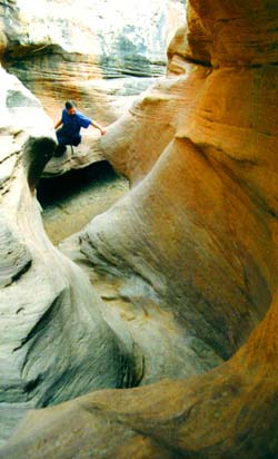 wild2.jpg (61604 bytes)