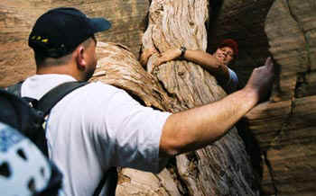 zn-atree.jpg (25850 bytes)